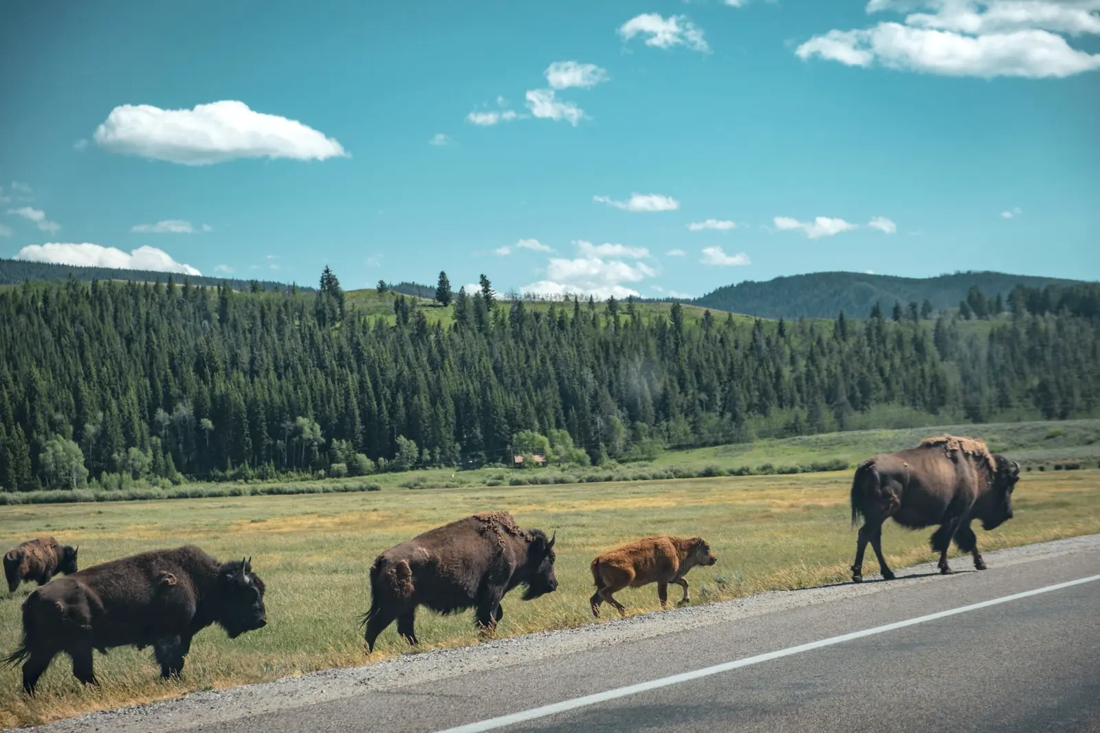 A herd of bison with a calf walking along the paved shoulder of a highway through boreal forest