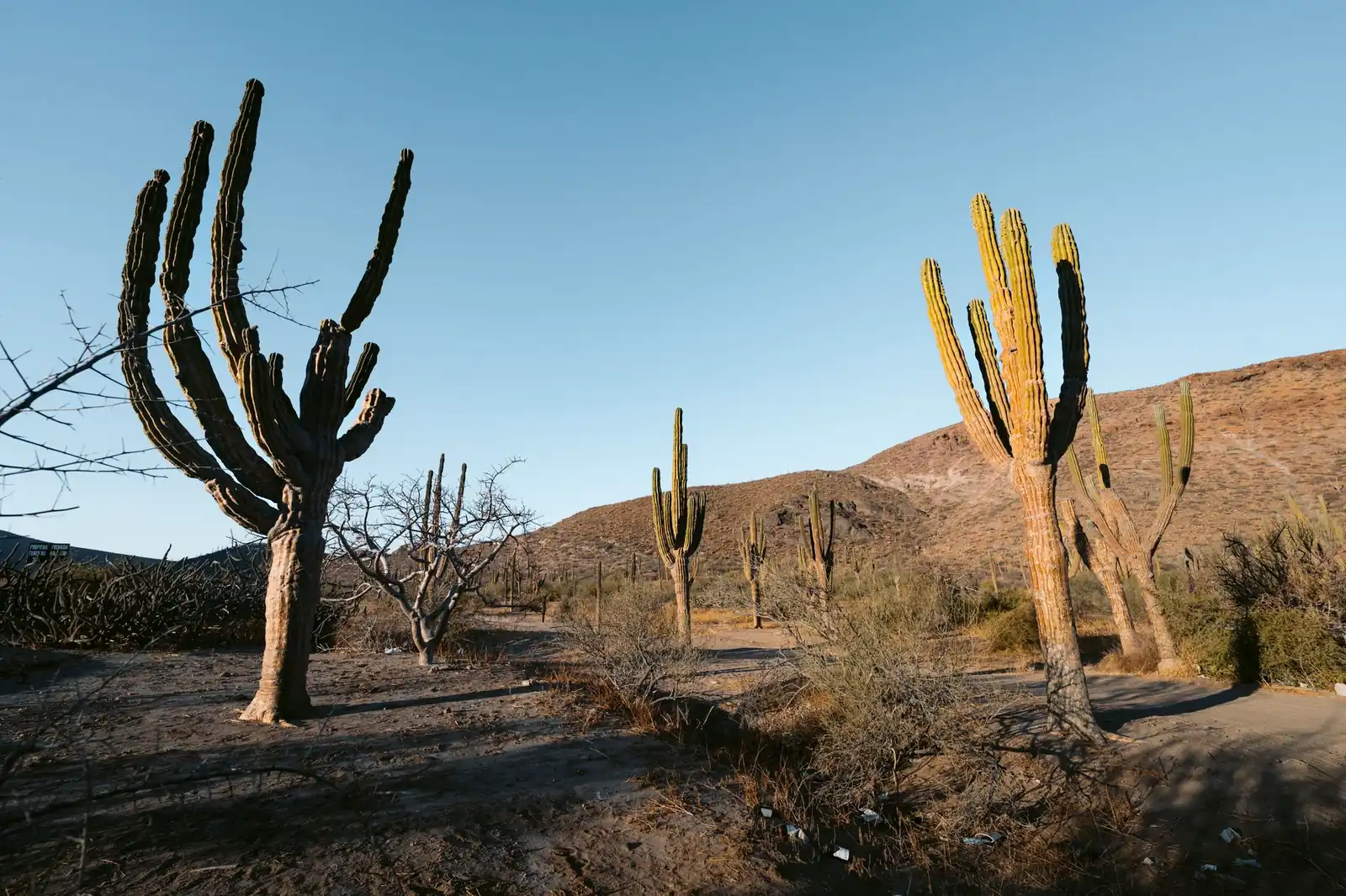 Towering cardón cacti rising from the desert floor in Baja California Sur, mountains in the distance