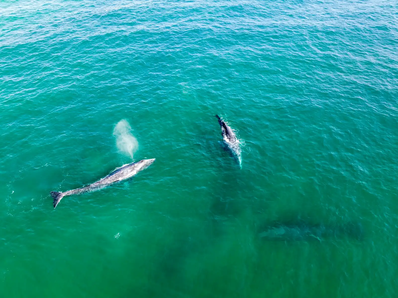 Two gray whales surfacing and blowing in turquoise water off Baja California Sur