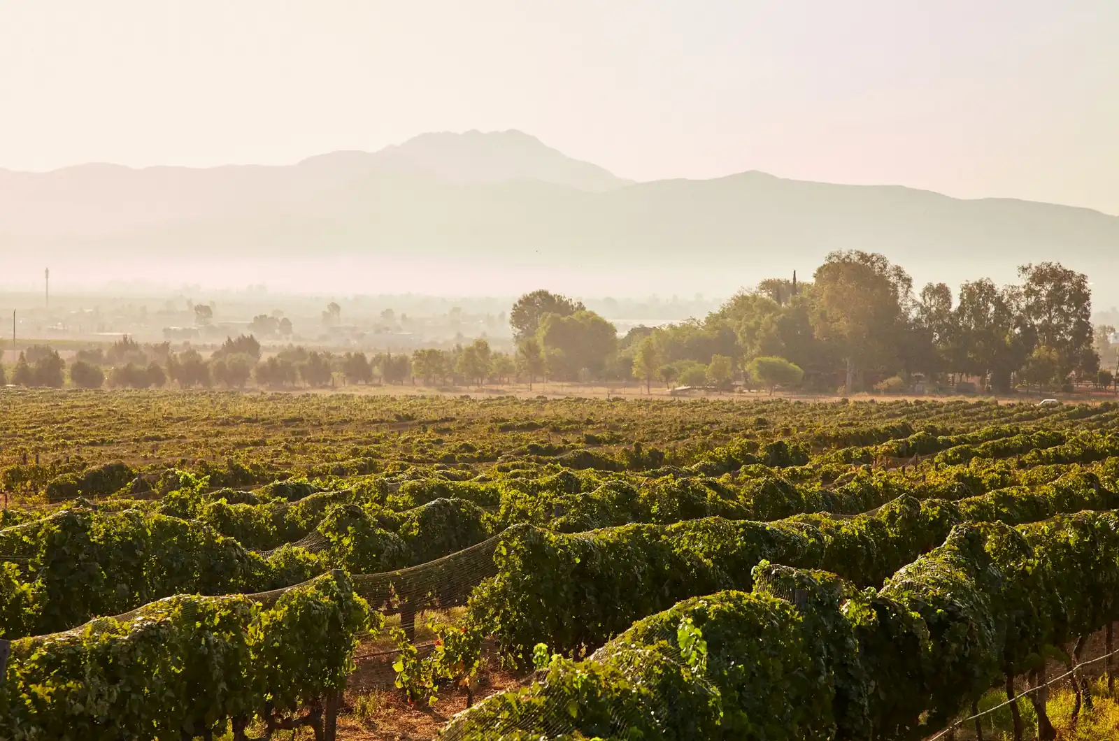 Rows of vines in Guadalupe Valley wine country, Baja California, with hills fading into morning haze