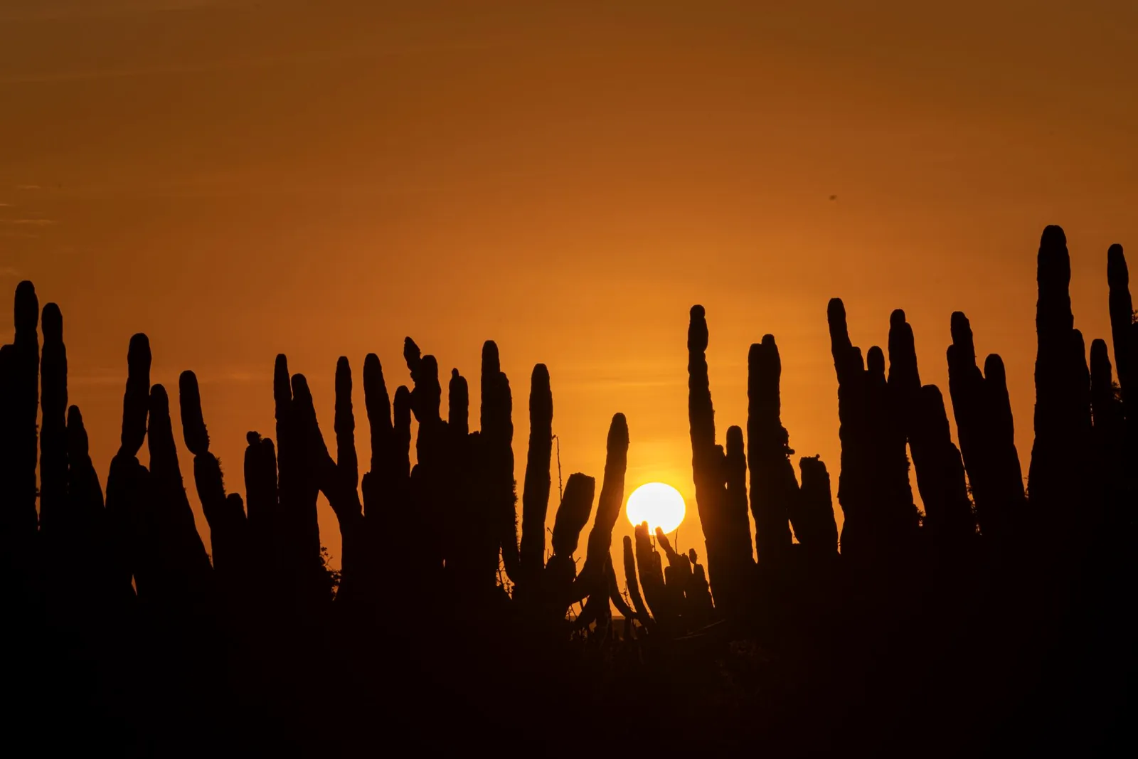 Silhouetted cardón cacti bracket a low orange sun in Baja California's desert interior at sunset