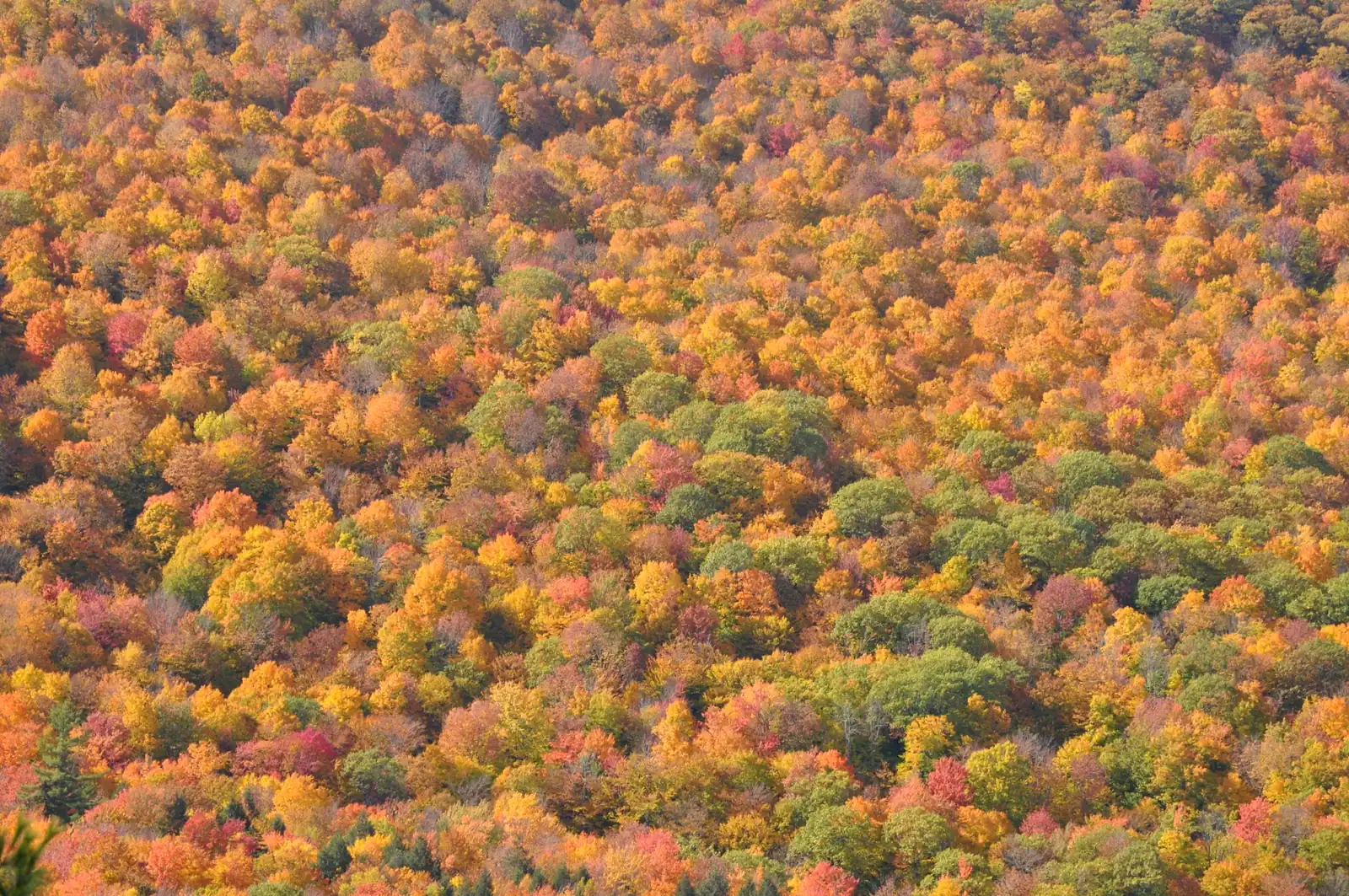 An aerial view of a New Hampshire hillside showing green, yellow, orange, and red foliage patches at different stages of turning