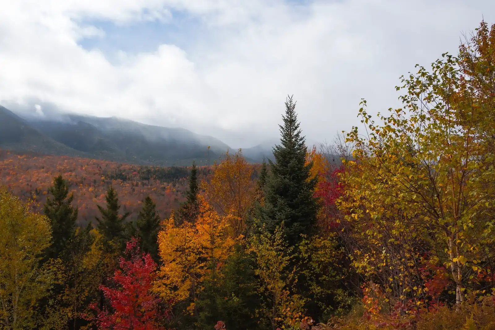 Dense fall-colored forest with fog rolling over the White Mountains in the background, no road or building in sight