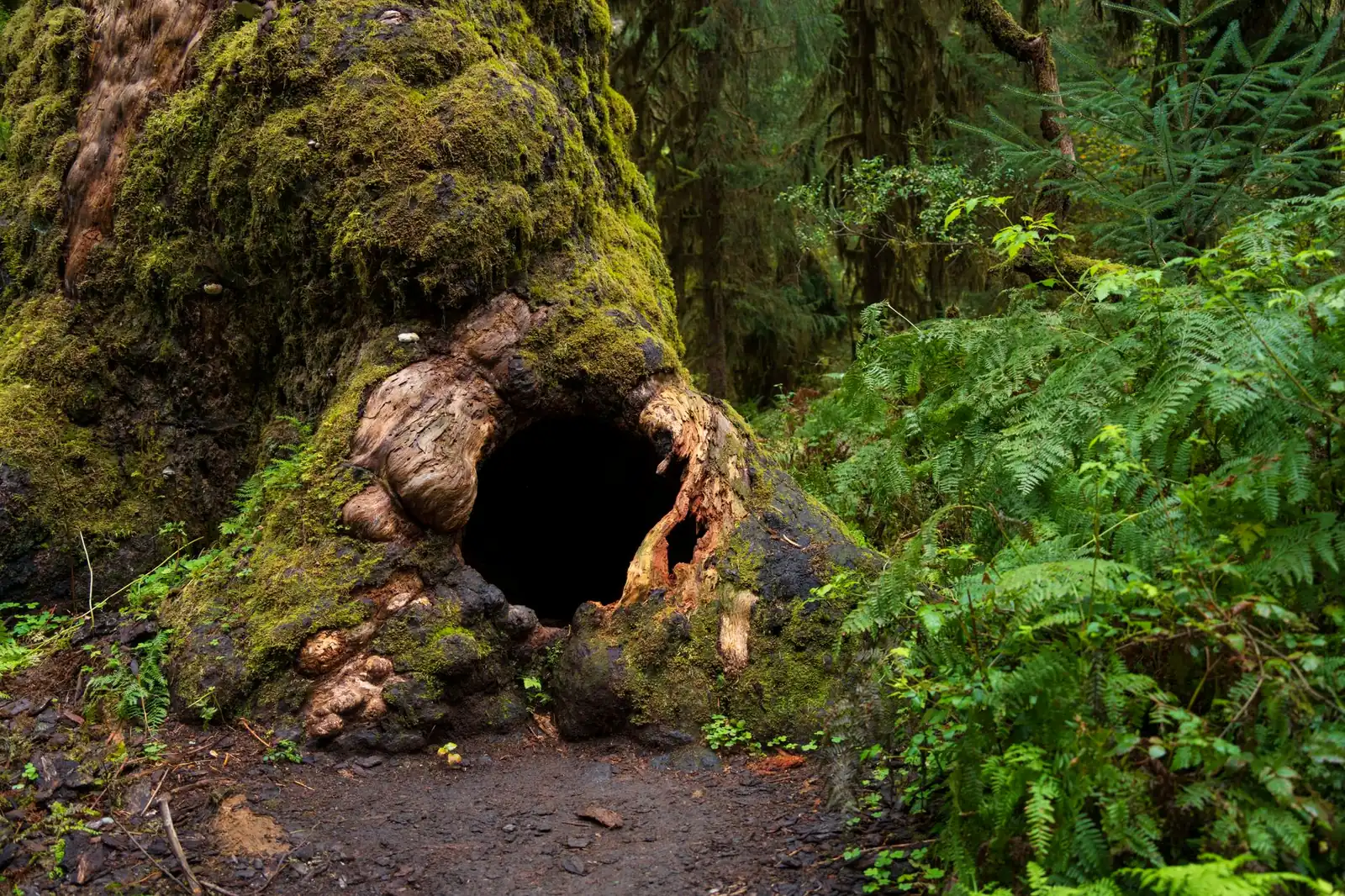 A massive moss-covered tree with a hollowed base beside a dirt trail in the Hoh Rain Forest, Olympic National Park