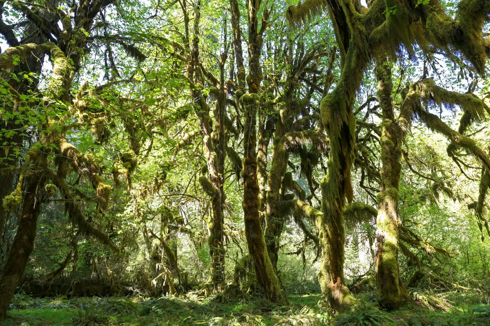 Sunlight filtering through moss-draped bigleaf maple trees in the Hoh Rain Forest canopy