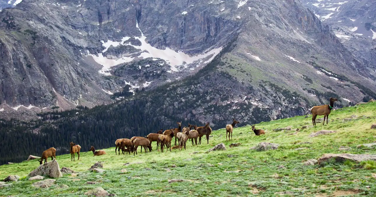 Herd of elk grazing in a high alpine meadow with jagged, snow-streaked peaks behind them
